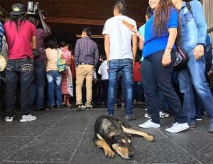 巡礼の地「グアダルーペ寺院」の野良犬たちについて