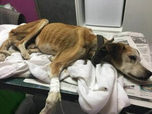 幸せと平穏を求めて:特別な子犬 ヴァリの長い旅路