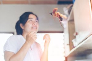 知っておいても損はナシ?!ゴキブリが飛ぶ仕組みと飛ぶ理由