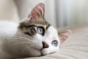猫エイズの症状や予防について:知っておくべきこと