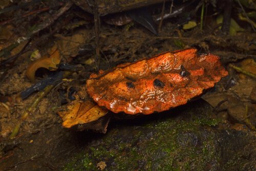マタマタ 特徴 生息地