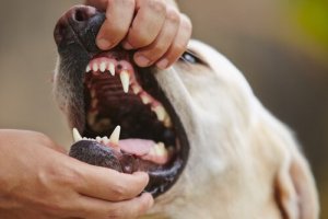 愛犬の健康チェックを!犬の歯肉炎を治療する方法