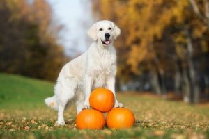 ペットと食事の関係:かぼちゃの持つ犬へのメリット