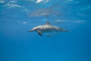 イルカはどうやって寝ているの?:海洋性哺乳類の睡眠習慣