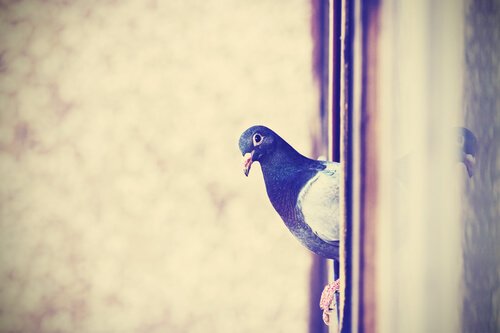 鳩 追い払う 方法
