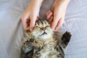 猫にもマッサージをしてあげたい!その方法とは?