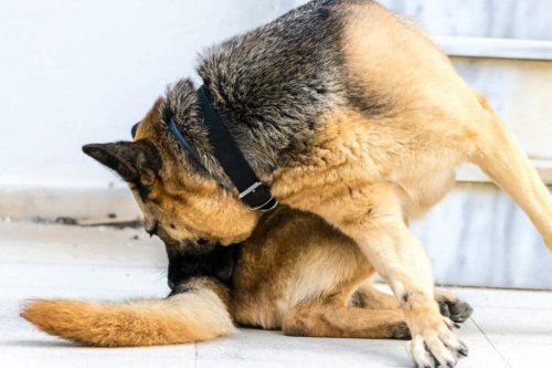 しっぽを噛む犬 犬 強迫性障害 躁病