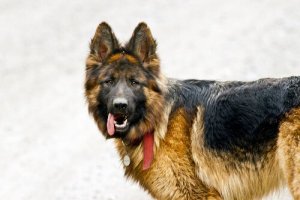 犬がけいれん発作を起こしたら?適切な応急処置とは?