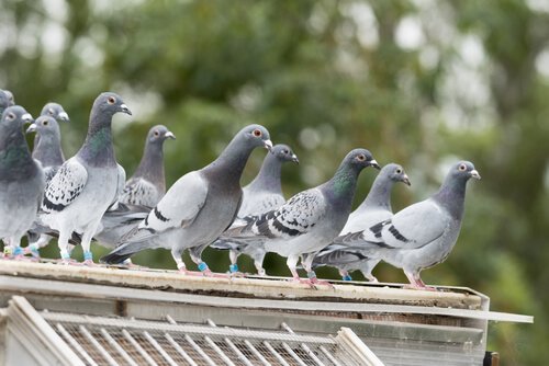 鳩 追い払う 方法