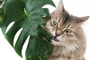 日常に潜む危険!ペットにとって有毒な植物とは?