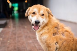 ワンちゃんの皮膚トラブル:飼い主はどうしたらいいの?