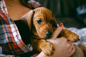子犬に必要な基礎トレーニングについてのアドバイス