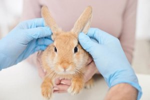 人気のペット:うさぎのノミを治療する方法について