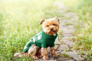 ペットを飼いたい:小型犬を飼う利点を見てみよう!