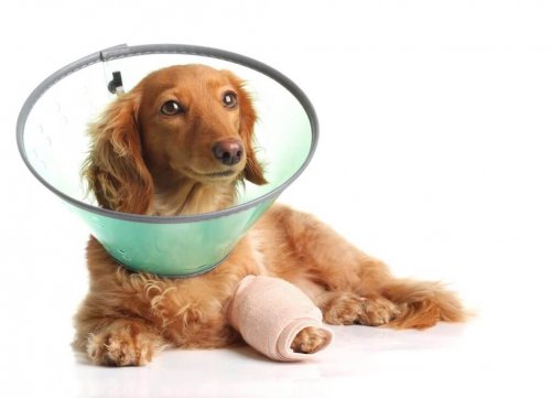 強迫性障害の治療法 犬 強迫性障害 躁病