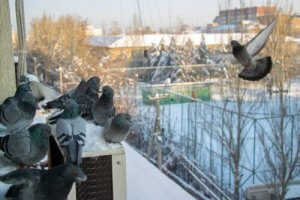 鳩を追い払う7つの方法:鳩を追い払うべき理由とは?