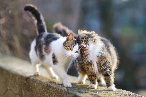 挨拶をする野良猫 猫のコロニー