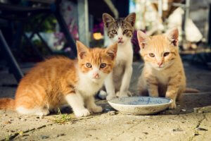 猫のコロニーを見つけた時に正しく餌やりをする方法