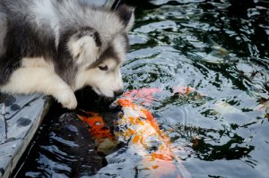 動物同士の友情物語:友好的な動物たちをご紹介!