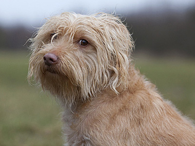 長毛が魅力的なダッチ・スムースフント