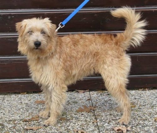 ダッチ・スムースフントの行動