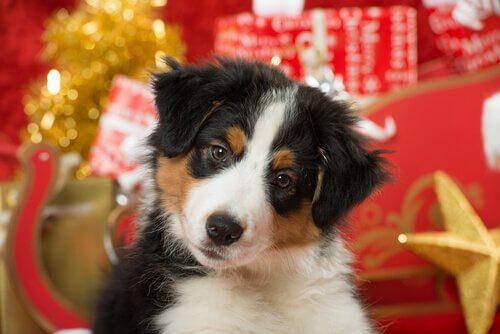ペットと過ごす初めてのクリスマス：注意するポイントは？