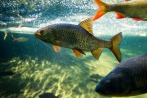 鯉と池魚の養殖について:これは覚えておきたい!