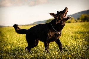 むだ吠え防止首輪について飼い主が知っておくべきこと
