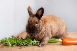 小さくてかわいい!ドワーフウサギにあげる餌は何?