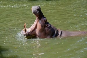 一番は誰か知ってますか?動物界のベストスイマー!