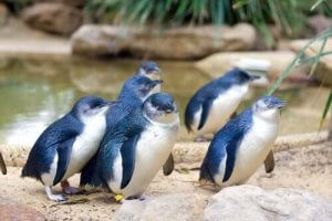 ニュージーランドの小さなペンギン:コガタペンギンについて