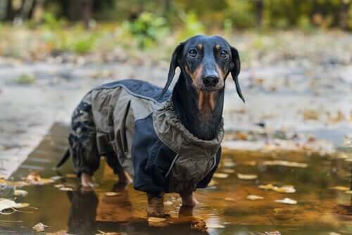 犬のレインコート 寒さ 対策 ペット