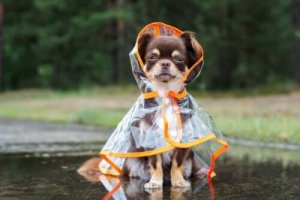 寒さ対策はしっかりしよう!冬の寒さから犬を守る方法