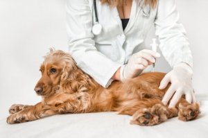 サルモネラ感染症は愛犬から?予防策を見てみよう!