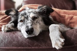 犬の寄生虫に一番効果的な治療法ってなんだろう?