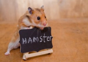小さいけど実は凶暴なのってホント?ハムスターの飼育法