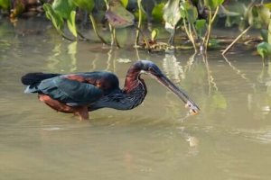 アカハラサギってどんな鳥?生息地と特徴について