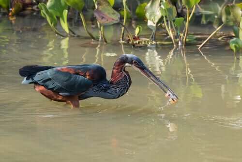 アカハラサギってどんな鳥？生息地と特徴について