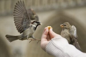 怪我をした鳥を見つけちゃった!正しいエサの与え方