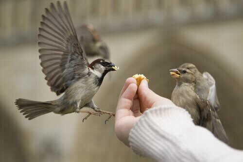怪我をした鳥を見つけちゃった！正しいエサの与え方