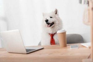 動物とマーケティング:企業キャラクターとは?