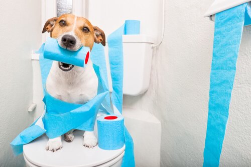 シニア犬が下痢になってしまったらどうしたらいいの？
