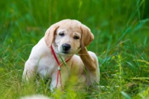 犬のノミ対策に「飲み薬」を使うメリットについて