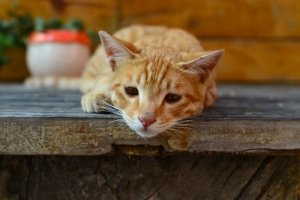 ネコのジルジア症:症状と感染経路を見てみよう