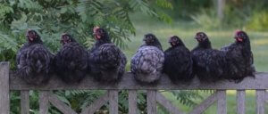 ニワトリ小屋を建てる前に知っておきたい7つのこと