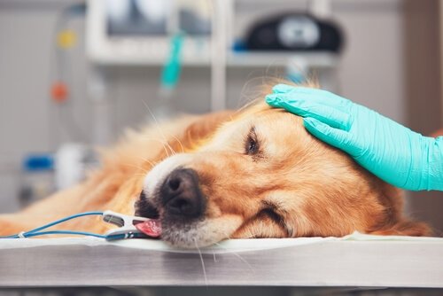 がんになってしまったペットを助ける自然療法って？