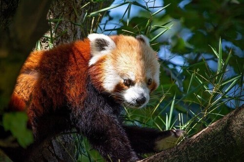 実はシャイな動物？レッサーパンダについて学ぼう！