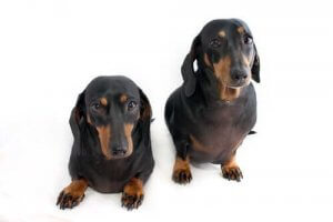 クローン?「トランスジェニック動物」の合法性について