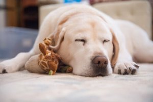 愛犬の寝つきが悪くなってしまったときの対処法とは?