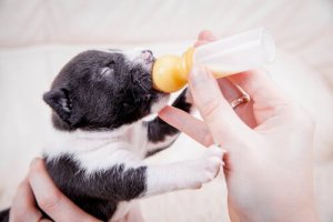 哺乳瓶で子犬にミルクを飲ませる時のアドバイス!